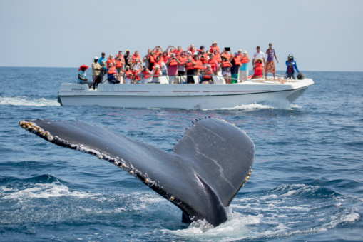 Whale Watching: Why It Should Be on Your Bucket List